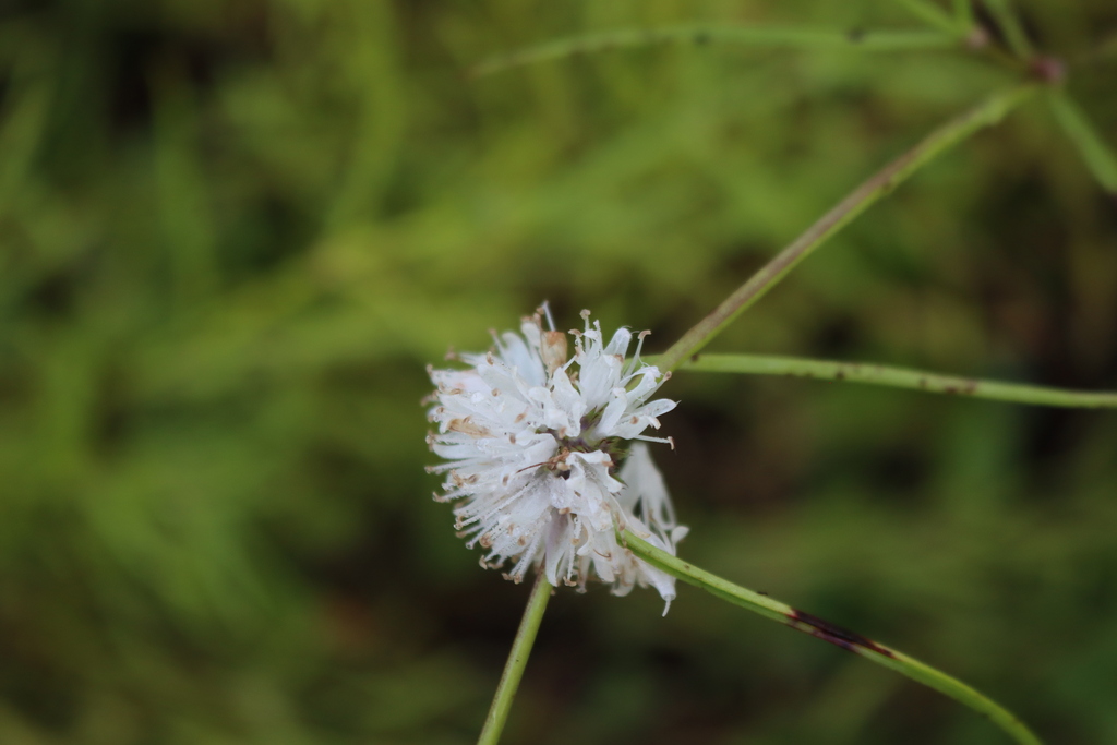 Spermacoce papuana