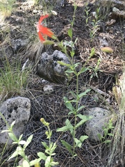 Silene laciniata laciniata