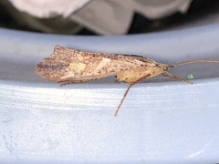 Nemotaulius