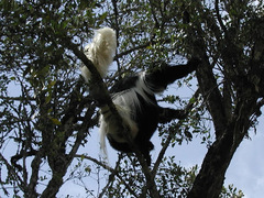 Colobus guereza