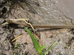 Psammophis afroccidentalis