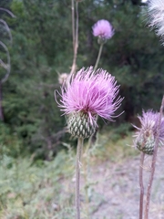 Cirsium tymphaeum
