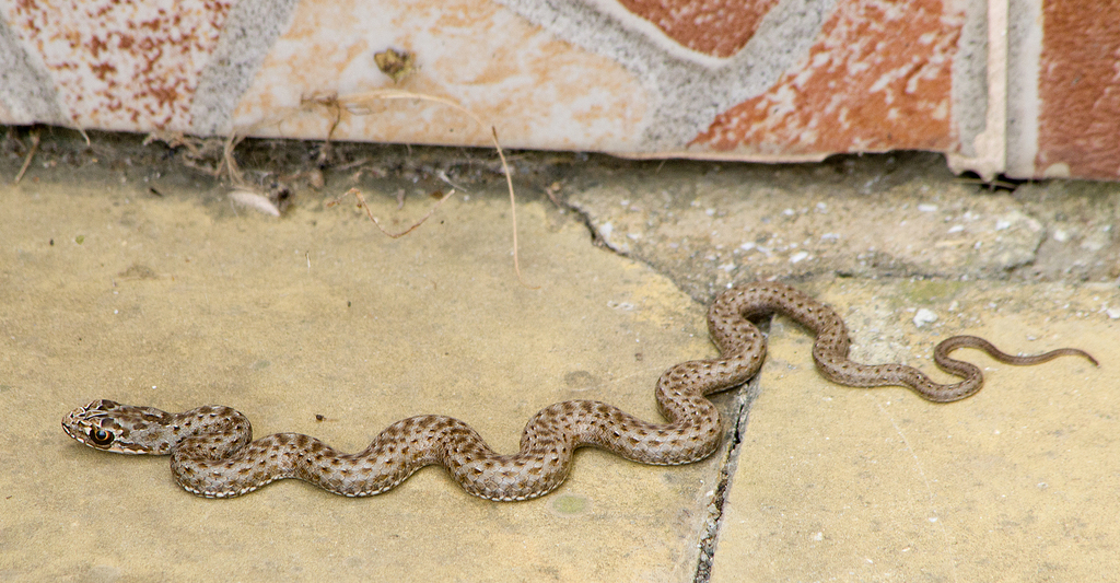 Eastern Montpellier Snake