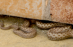 Malpolon insignitus fuscus