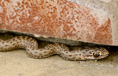 Malpolon insignitus fuscus