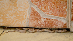 Malpolon insignitus fuscus