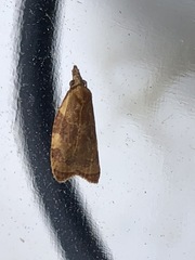 Cenopis diluticostana