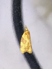 Cenopis diluticostana