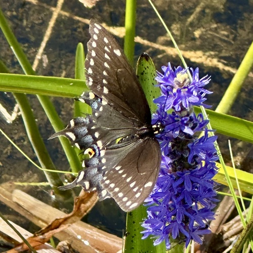 Pontederia cordata iNat (3)