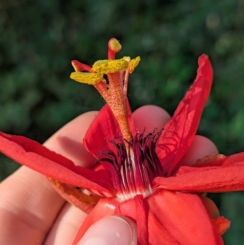 Passiflora miniata