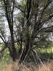 Poecile atricapillus