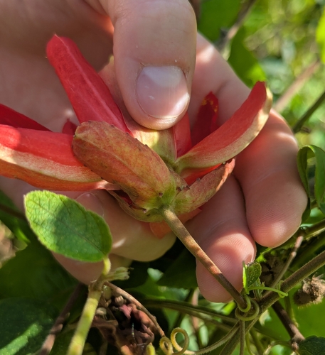 Passiflora miniata