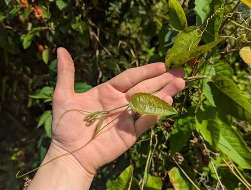 Passiflora miniata