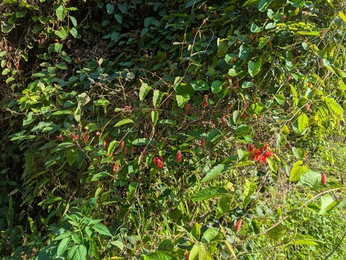 Passiflora miniata