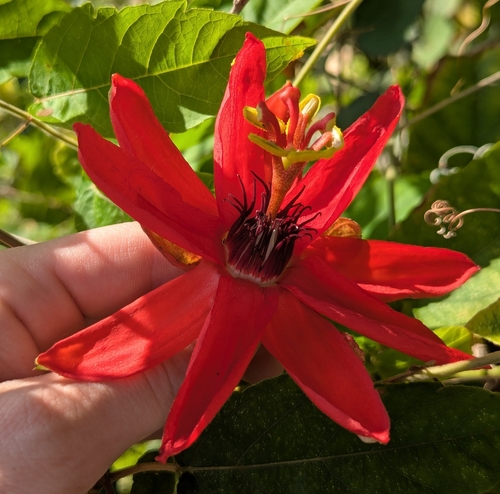 Passiflora miniata