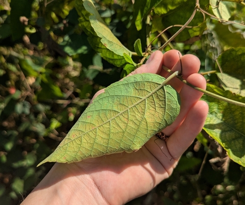 Passiflora miniata