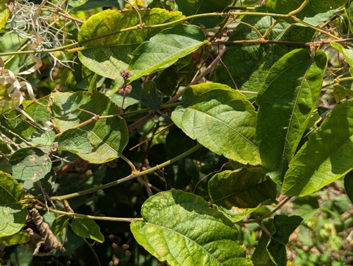 Image of Passiflora miniata by no rights reserved