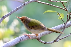 Orthotomus sutorius
