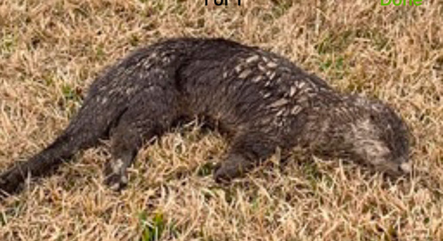 North American River Otter photographed in Alabama