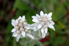 Leontopodium ochroleucum