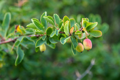 Berberis sibirica