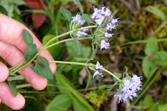 Ziziphora clinopodioides