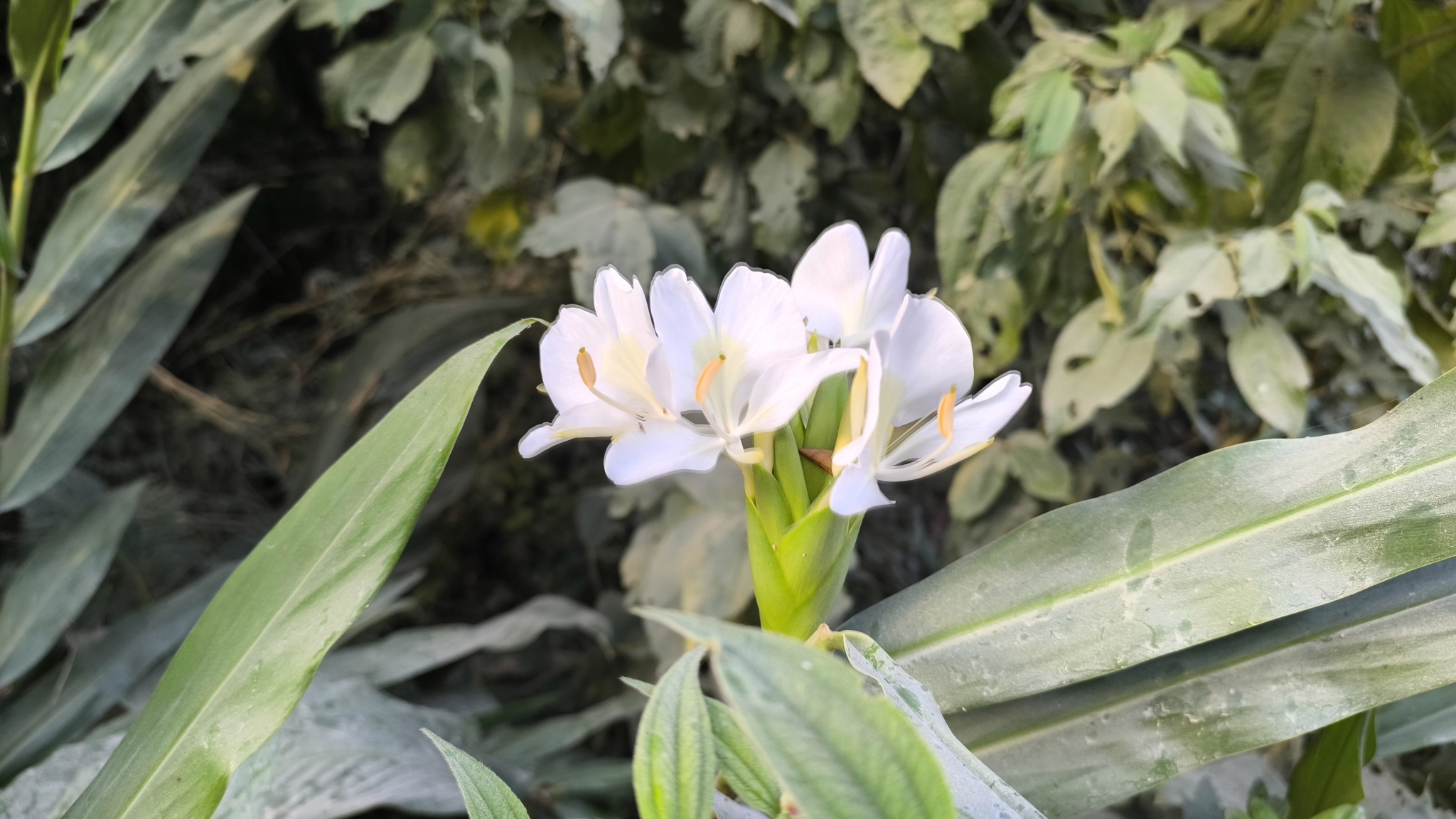 Hedychium coronarium