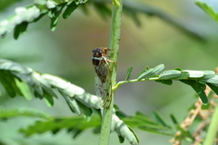 Diceroprocta marevagans