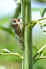 Diceroprocta marevagans