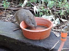 Potorous tridactylus