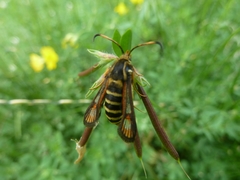 Bembecia ichneumoniformis