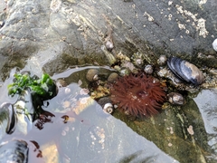 Actinia