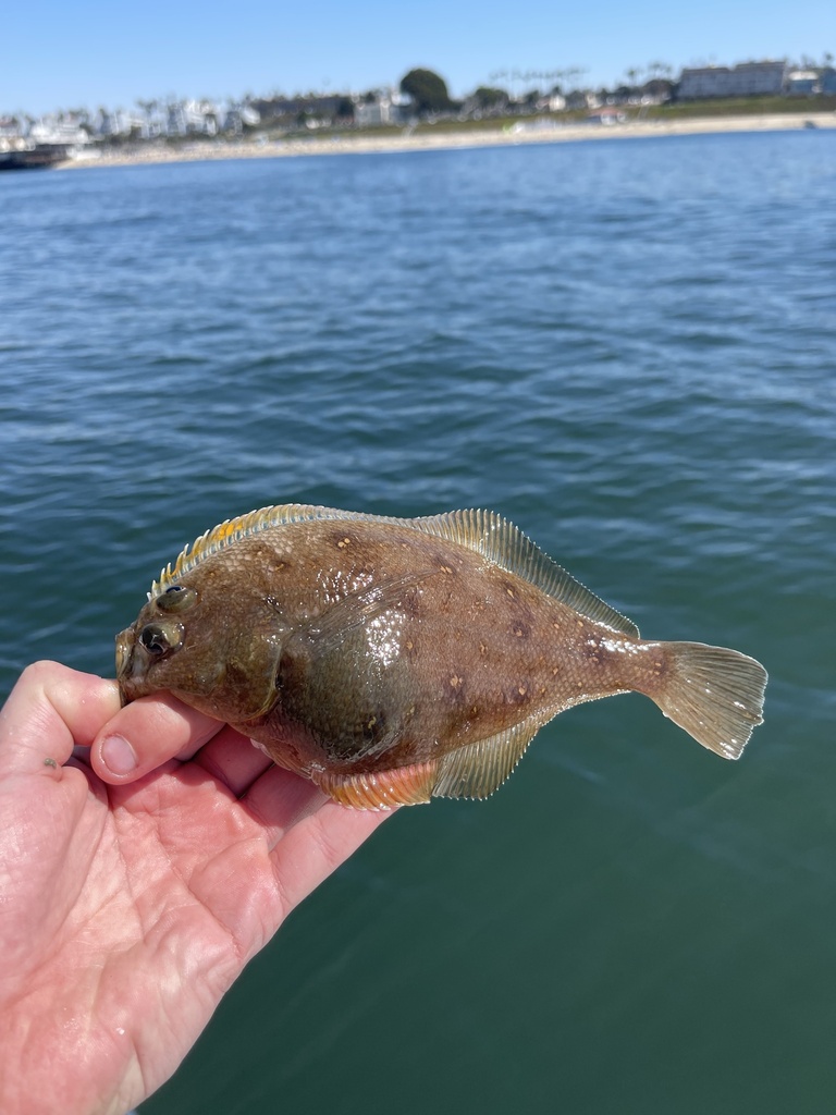 Longfin sanddab (Citharichthys xanthostigma) — Paralichthyidae