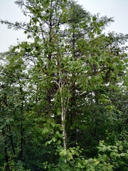 Betula lanata