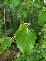 Betula lanata