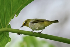 Zosterops simplex