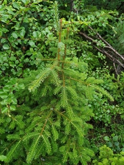 Picea jezoensis jezoensis