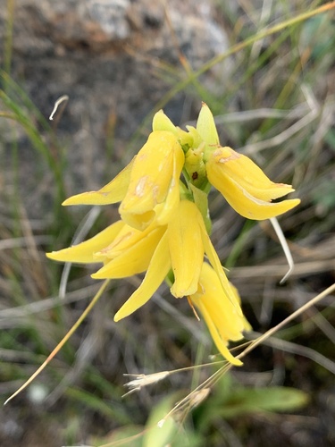 Cotylolabium