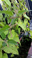 Urtica dioica
