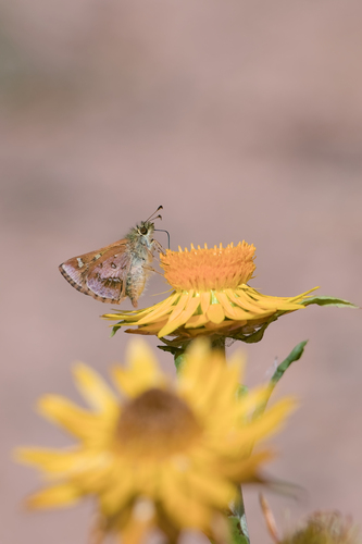 Barred Skipper