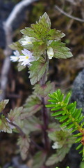 Euphrasia wettsteinii