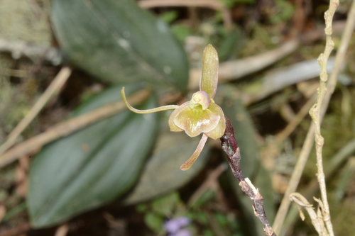 Epidendrum longipetalum A.Rich. & Galeotti