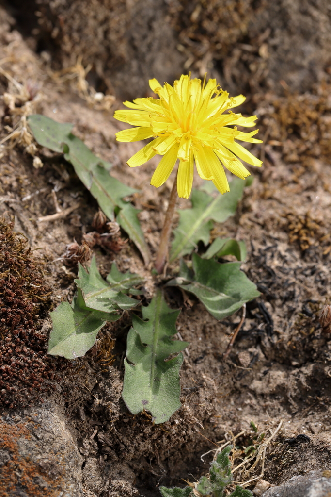 Taraxacum eriopodum
