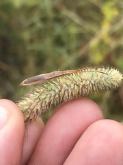 Protenor belfragei