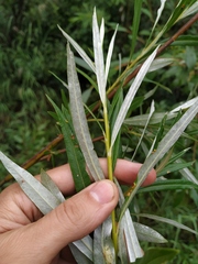 Salix schwerinii