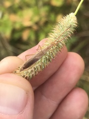 Protenor belfragei