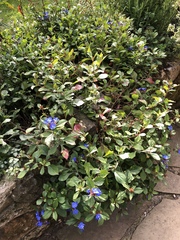 Ceratostigma
