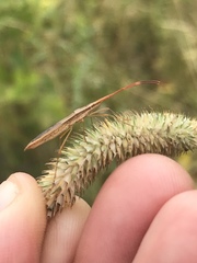 Protenor belfragei