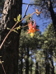Aquilegia desertorum