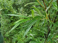 Salix schwerinii